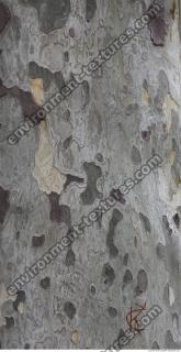 tree bark 0003